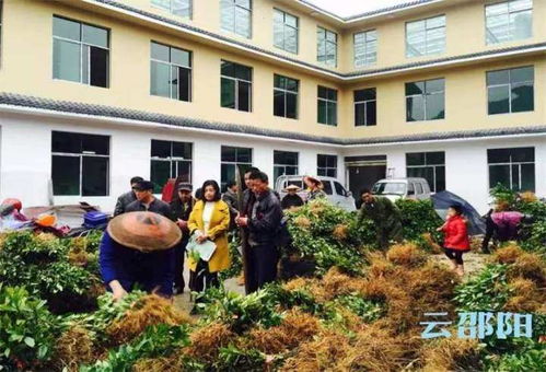 让茶叶成为乡村振兴的致富“黄金叶”——访邵阳市人大代表、湖南古楼雪峰云雾茶董事长肖冬红